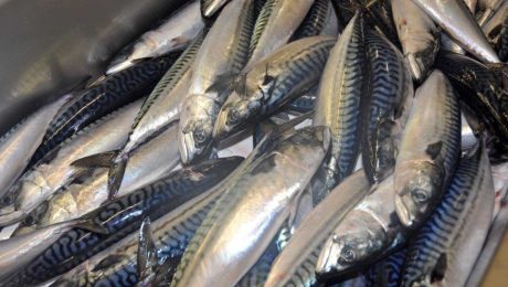 UK mackerel industry criticises MCS rating