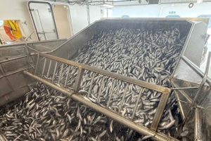 Good marks of herring as the Scottish fishery begins to gather pace