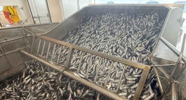 Good marks of herring as the Scottish fishery begins to gather pace Good marks of herring as the Scottish fishery begins to gather pace