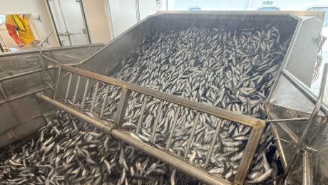 Good marks of herring as the Scottish fishery begins to gather pace Good marks of herring as the Scottish fishery begins to gather pace