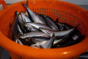 Excellent quality herring for Artemis