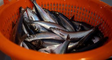 Excellent quality herring for Artemis