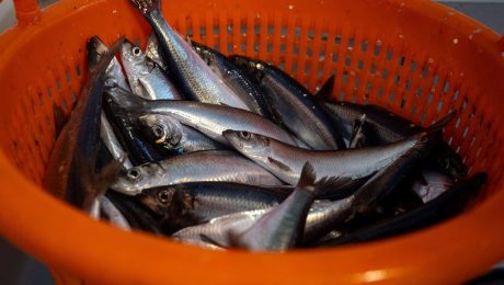 Excellent quality herring for Artemis Excellent quality herring for Artemis