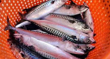 UK fishermen and processors welcome increase in mackerel stock UK fishermen and processors welcome increase in mackerel stock