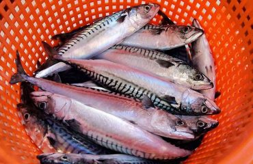 UK fishermen and processors welcome increase in mackerel stock