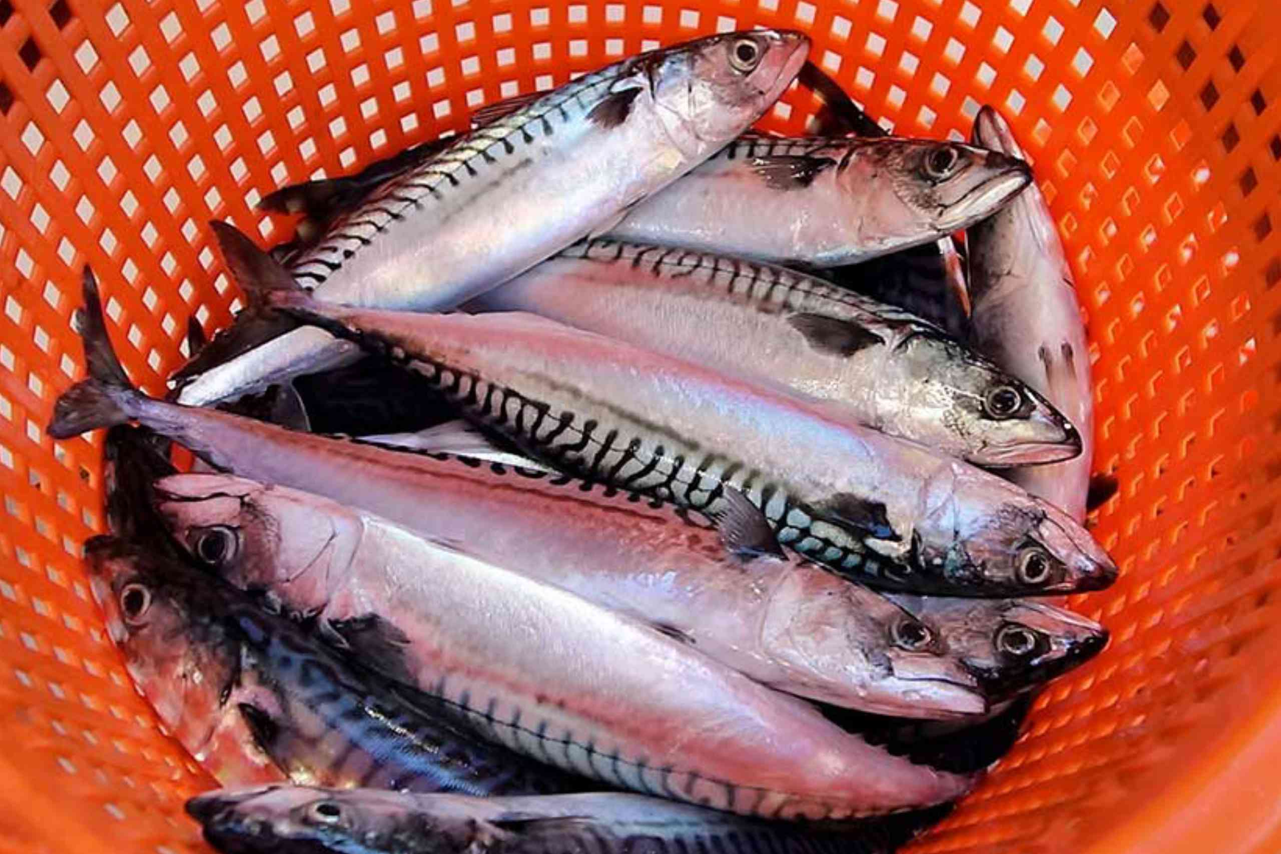 UK fishermen and processors welcome increase in mackerel stock UK fishermen and processors welcome increase in mackerel stock